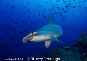 Hammerhead shark by Tracey Jennings 